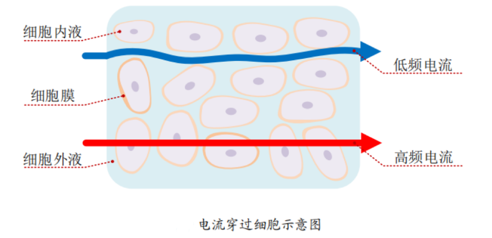 脂的？数据准确吗？一起来了解开元棋牌体脂秤是怎么测出体(图4)